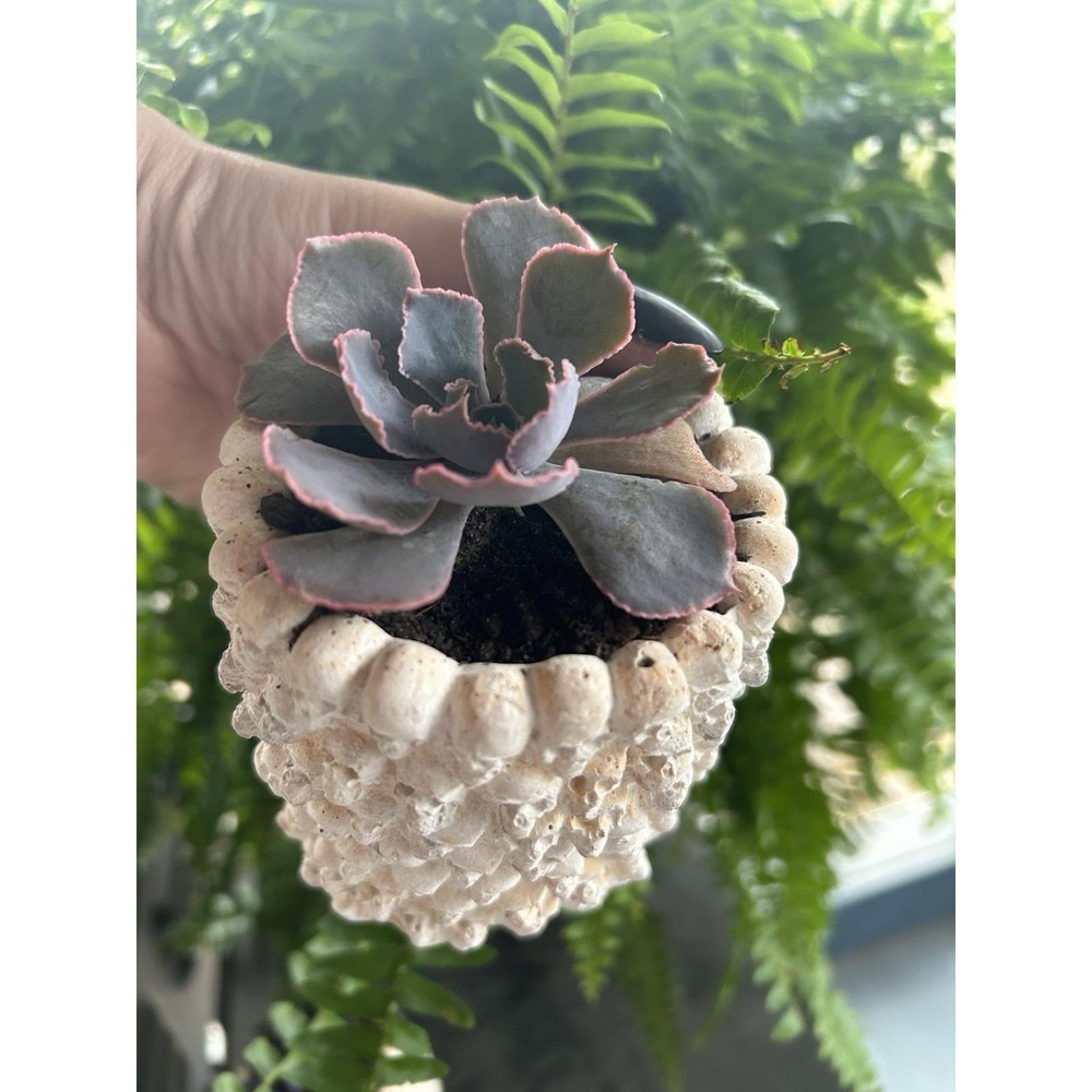 Skull Concrete Planter – Handmade Cement Succulent Pot, Handmade In Texas - Picture 2 of 11